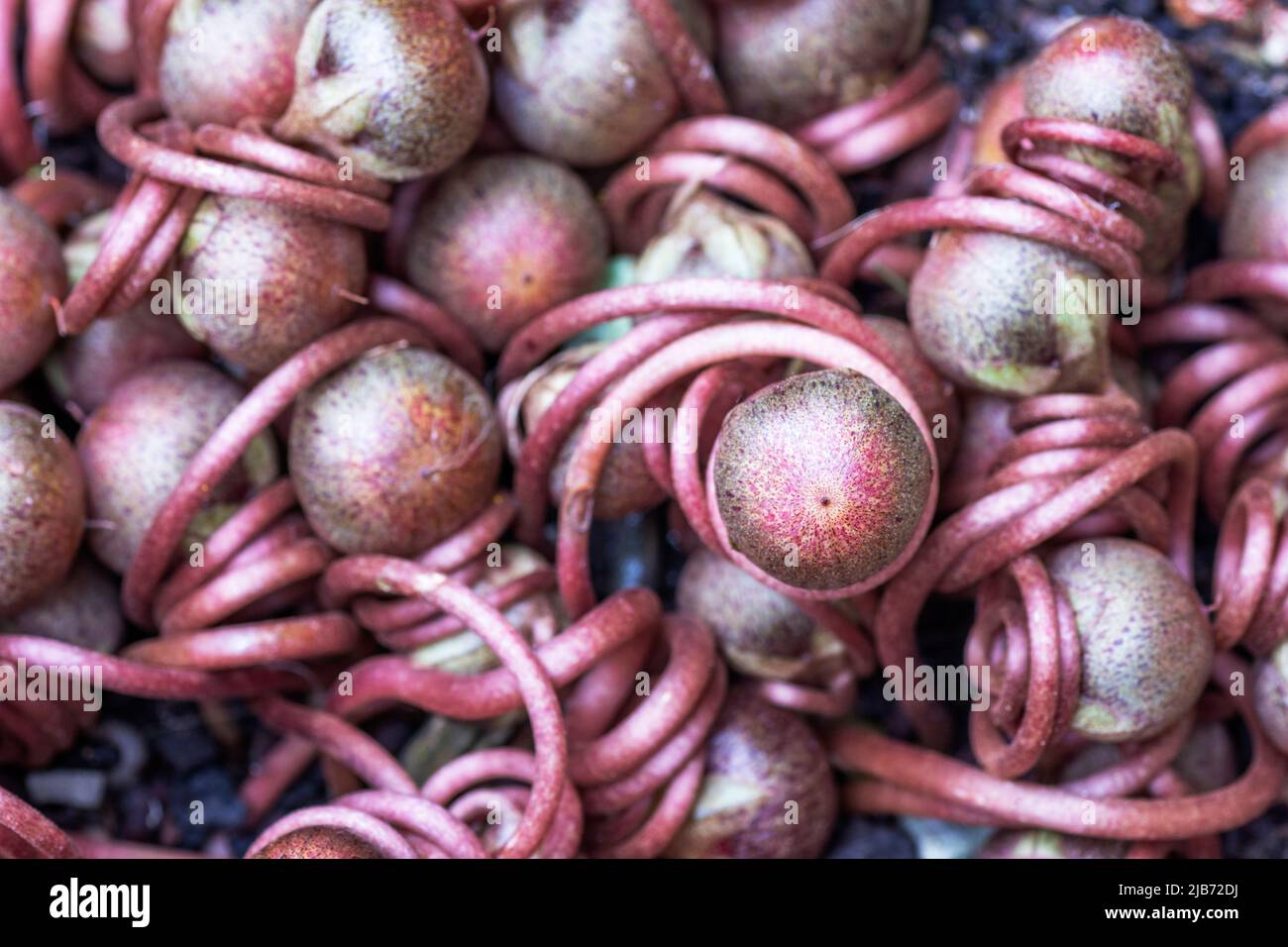 Têtes de graines de cyclamen qui créent un modèle inhabituel. Les capsules de graines mûrissent et s'ouvrent en temps voulu pour libérer les graines matures Banque D'Images