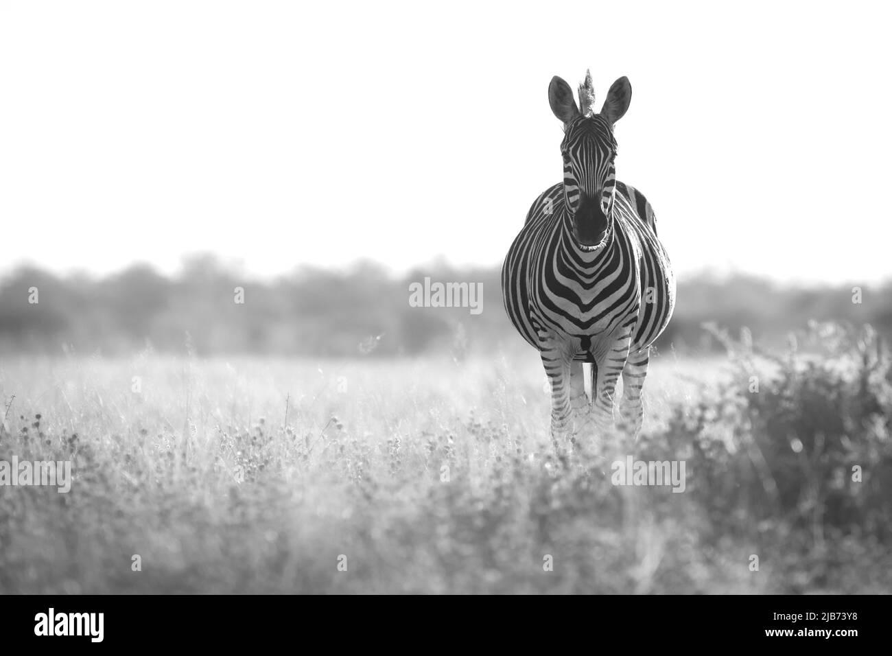 zebra dans Kalahari Botswana face à la caméra Banque D'Images