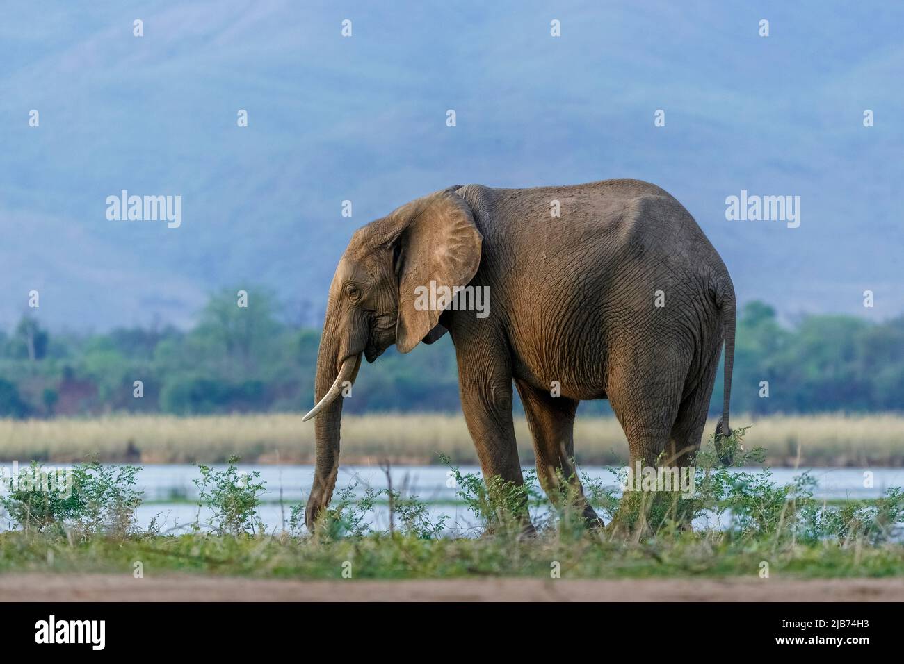 Manger des éléphants sur la rive du fleuve zambèze dans le parc national de Mana pools au Zimbabwe, avec l'escarpement du zambèze en arrière-plan Banque D'Images