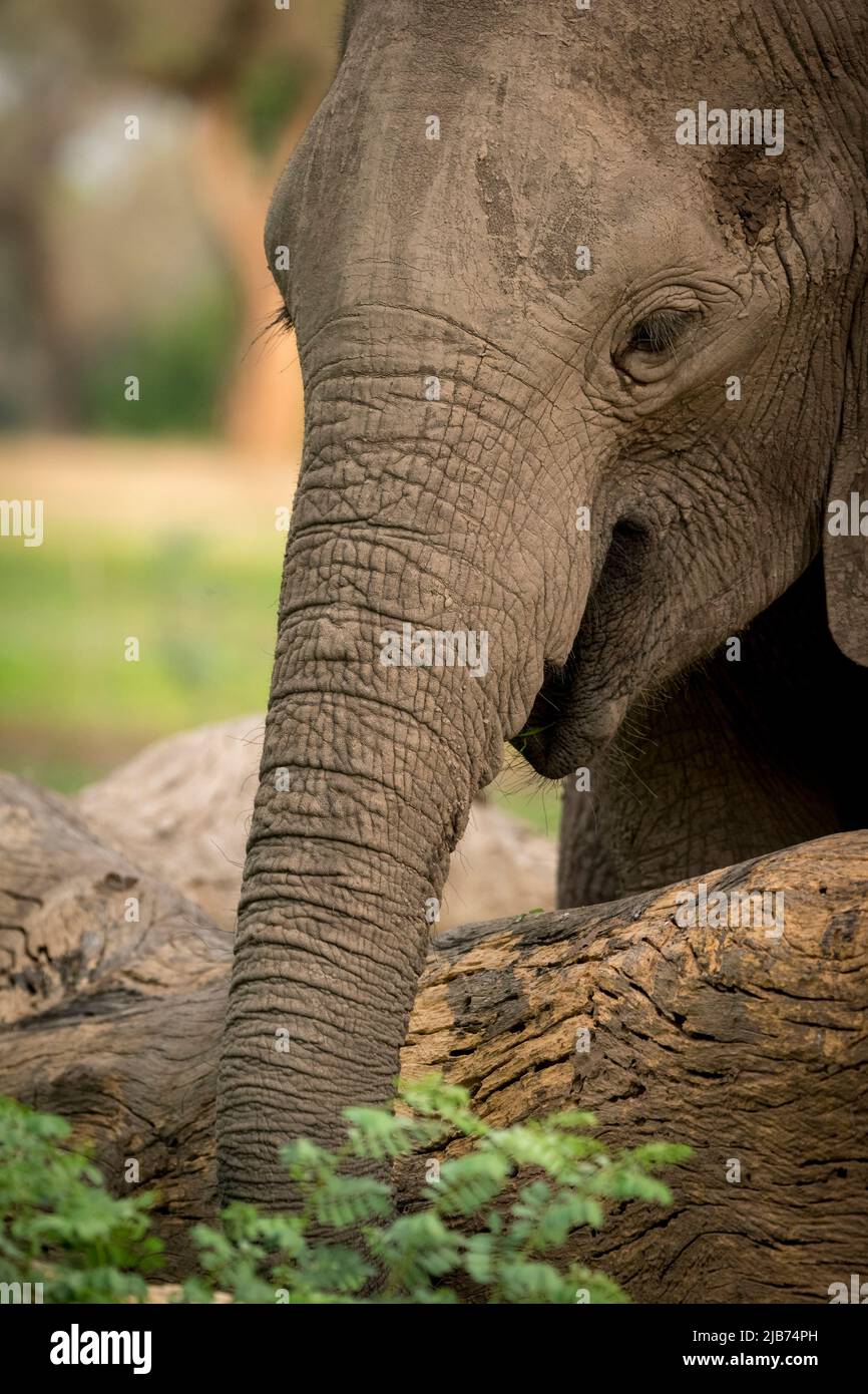 Gros plan sur les éléphants Banque D'Images
