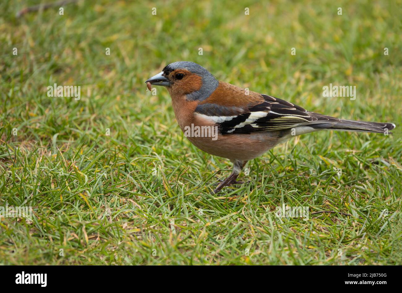 un adorable oiseau finch à la recherche de nourriture dans la nature Banque D'Images