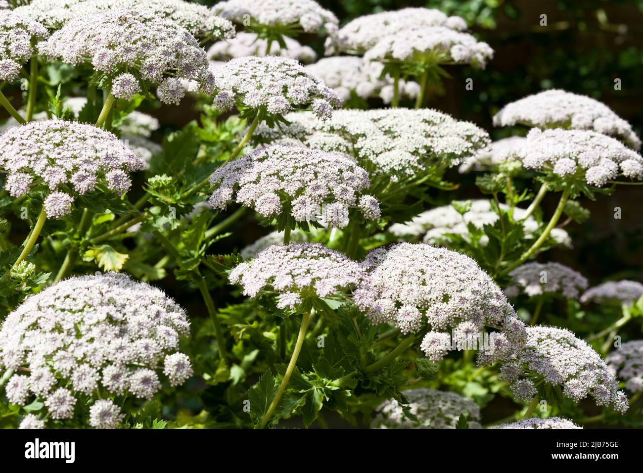 Fleurs AMMI Magus Banque D'Images