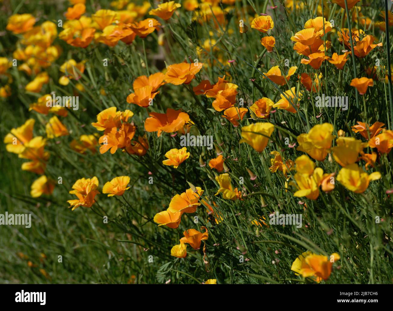 Coquelicots sauvages de l'himalaya, orange, en pleine floraison Banque D'Images