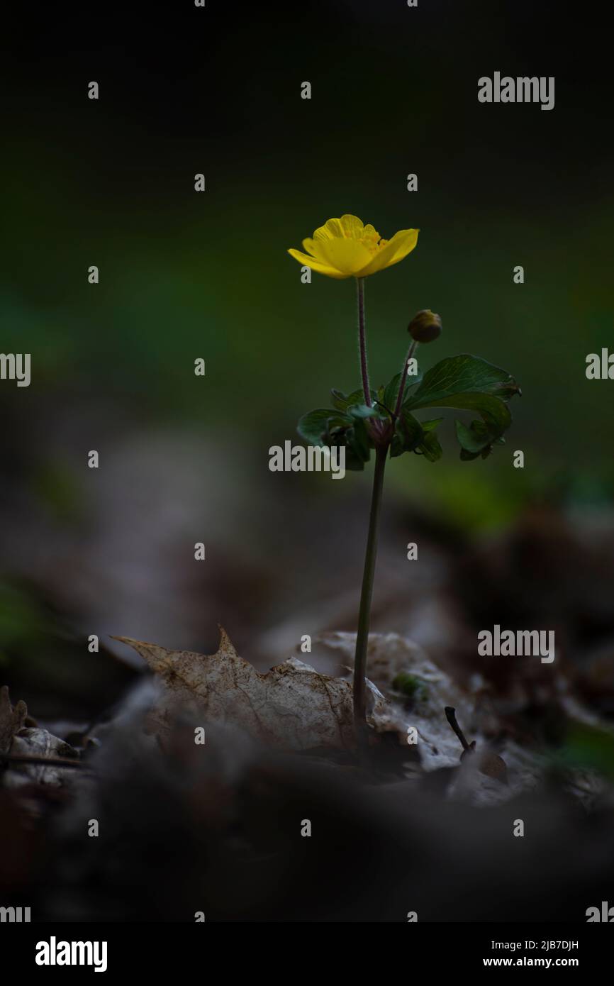 Une anémone jaune fleuris dans son environnement naturel, Moscou, Russie Banque D'Images