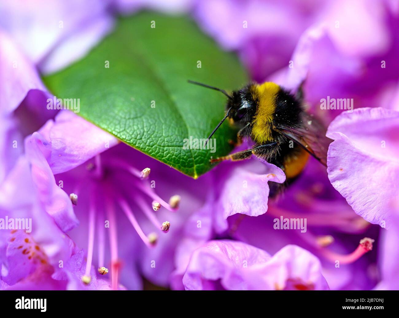Un bourdon qui pollinise une fleur rose. L'abeille a du pollen sur son dos alors qu'elle se promène au-dessus de la fleur et de la feuille. Banque D'Images