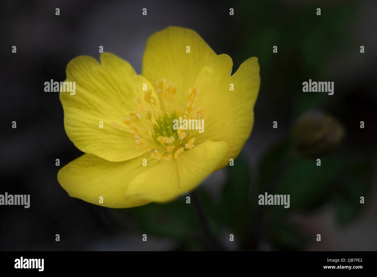 Une anémone jaune fleuris dans son environnement naturel, Moscou, Russie Banque D'Images