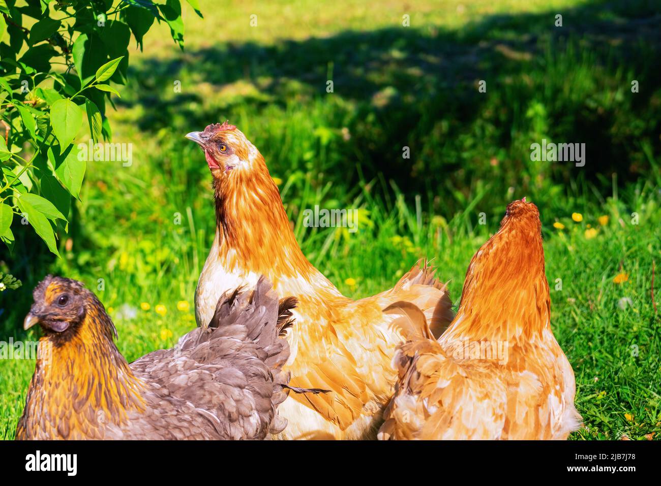 Groupe de poules brun rouge clair dans le jardin vert dans l'arrière-cour Banque D'Images