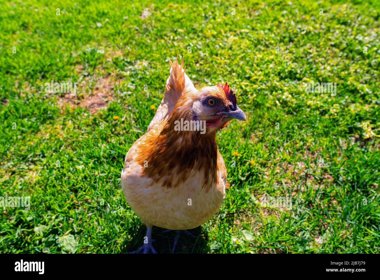 Une poule brun clair fixe dans la caméra, gros plan vidéo dans le jardin vert dans l'arrière-cour Banque D'Images