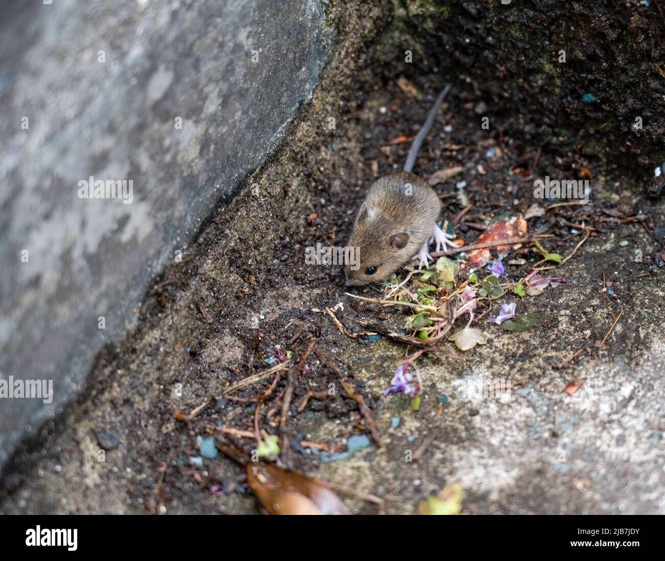 Une souris en bois appelée souris à longue queue (Apodemus sylvaticus) se nourrissant de marches en béton Banque D'Images