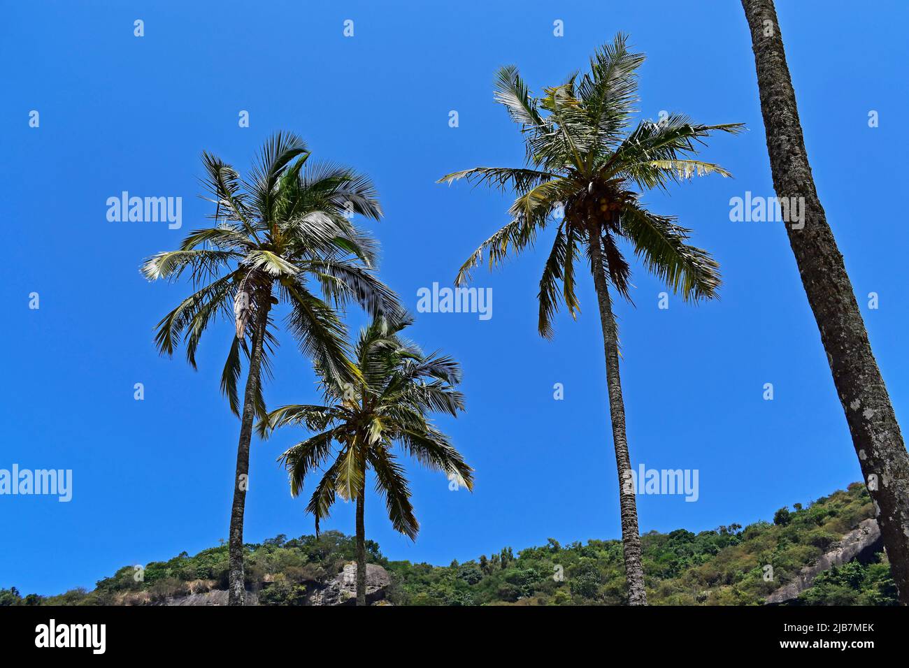Cocotiers et ciel bleu, Rio Banque D'Images