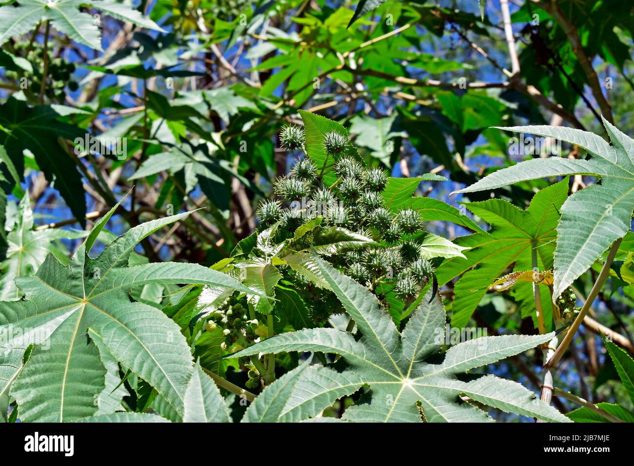 Feuille de ricinus communis Banque de photographies et d’images à haute ...