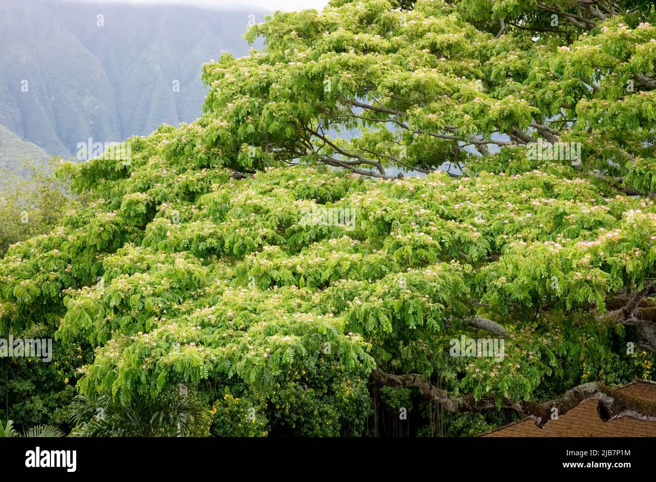 Arbre perse en soie (Albizia julibrissin), Oahu, Hawaï Banque D'Images