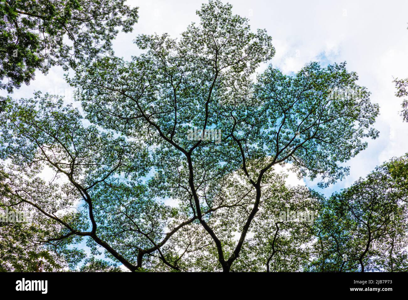 Motifs de branches d'arbre contre le ciel. Banque D'Images