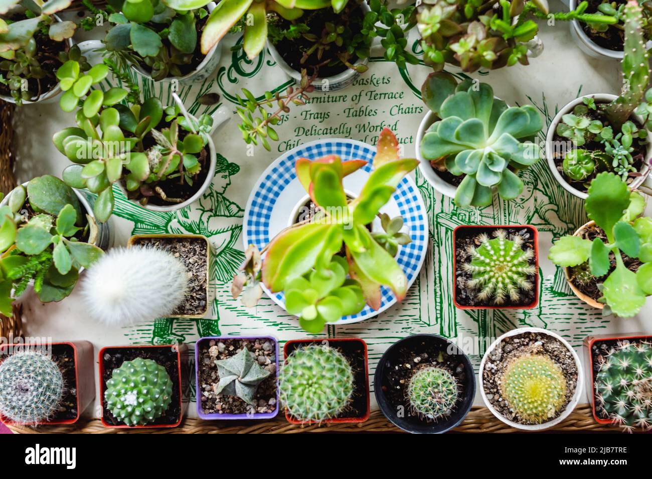vue de dessus exposition de petits cactus verts et blancs à l'intérieur des pots en porcelaine et en plastique sur une table, à une foire de rue. Banque D'Images
