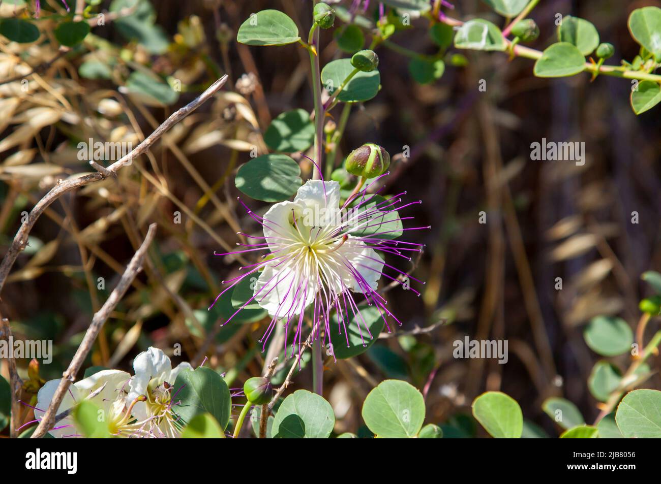 Caper naturel ou capparis spinosand fleur dans la nature. Câpres. Mise au point sélective et gros plan. Banque D'Images