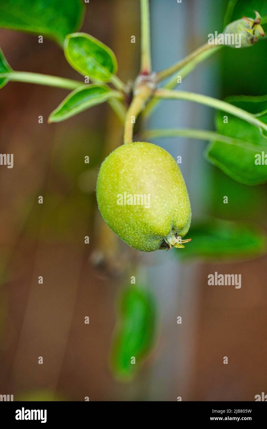 Photo d'une pomme verte non mûre provenant d'un arbre aux pommes Golden Delicious. Banque D'Images