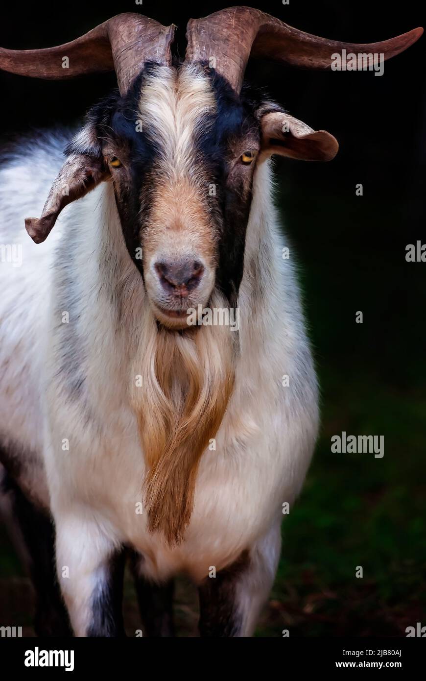 Sir Stankalot, une chèvre pygmée d'animal de compagnie (Capra hircus), est photographié, 29 mars 2011, en Mobile, Alabama. Banque D'Images