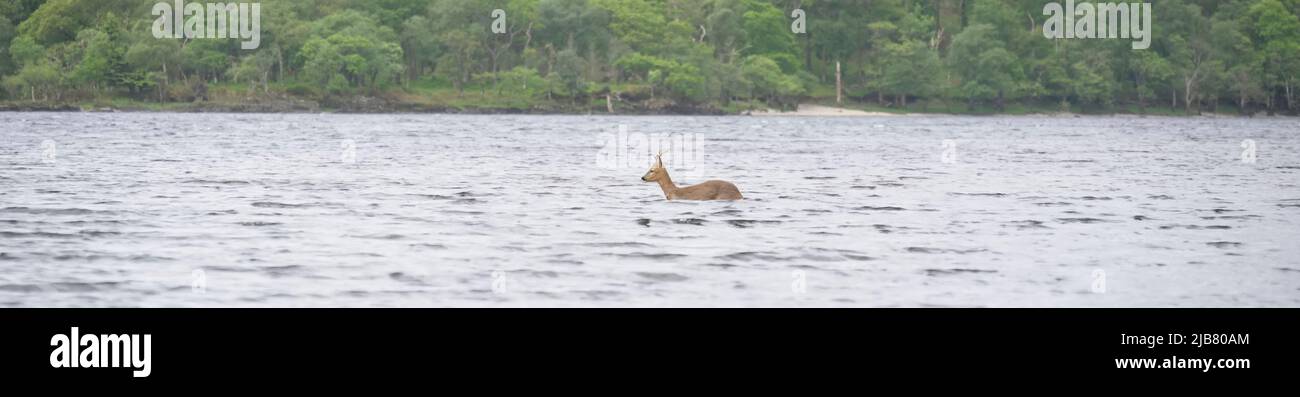 Cerf avec de jeunes bois en eau libre au Loch Lomond Banque D'Images