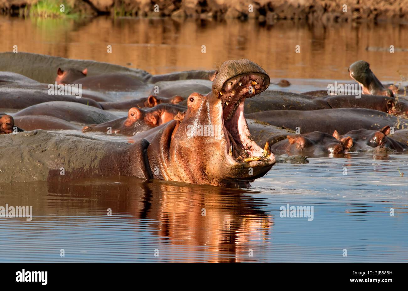 Hippos dans le parc national de Serengeti, Tanzanie. Banque D'Images