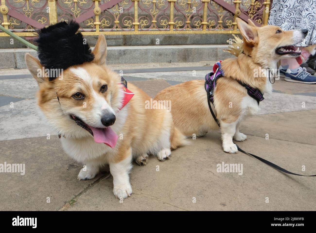 Londres, Royaume-Uni, 3rd juin 2022. Les propriétaires de chiens Corgi se sont réunis de partout dans le pays pour célébrer le Jubilé de platine de la Reine, lorsqu'ils ont marché dans les parcs royaux du centre de Londres. La Reine a toujours été amoureuse de la race de chien, propriétaire de la sienne depuis qu'elle était adolescente. Crédit : onzième heure Photographie/Alamy Live News Banque D'Images