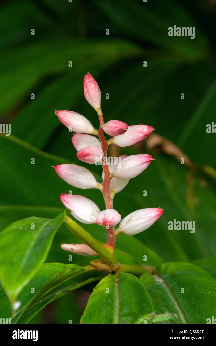 Sydney Australie, tige avec des bourgeons de zerumbet d'alpina ou de gingembre en coquille Banque D'Images