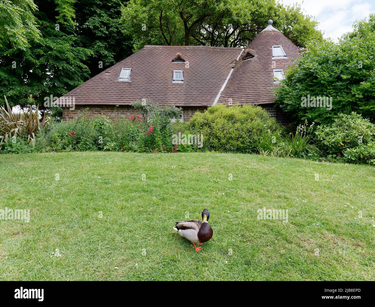 Londres, Grand Londres, Angleterre, 28 mai 2022 : canard sur la pelouse devant le cottage à Holland Park à Kensington. Banque D'Images