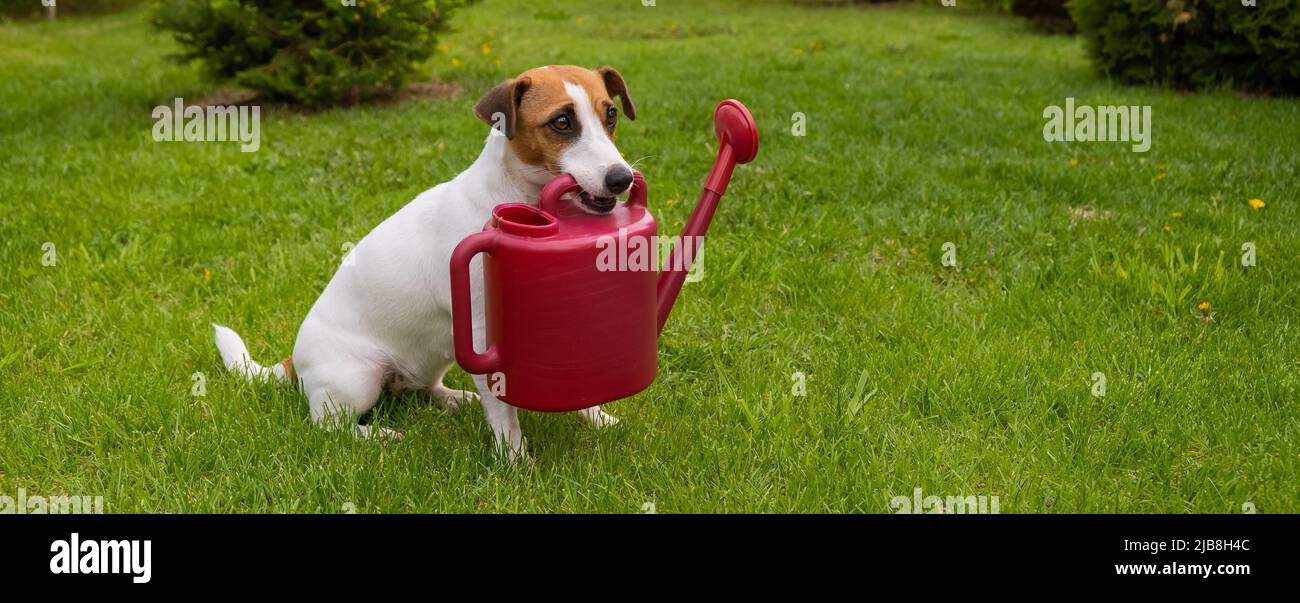 Le chien Jack Russell Terrier est debout sur la pelouse et tient un arrosoir Banque D'Images