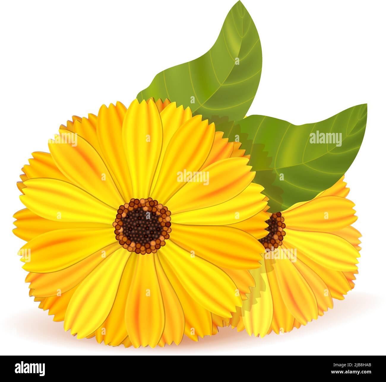 Deux bourgeons marigold avec des feuilles vertes sur du blanc. EPS10 opacité dans les ombres Illustration de Vecteur