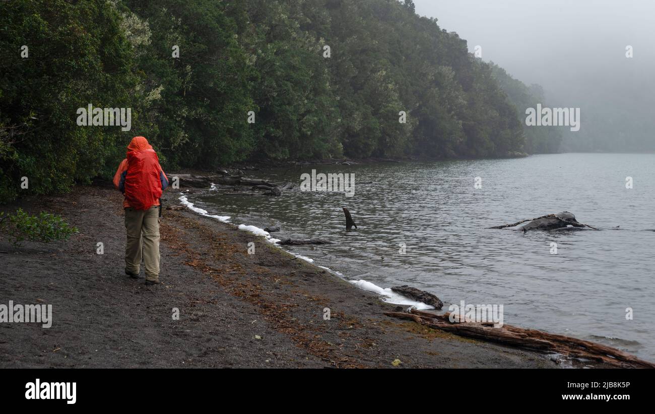 Promenade le long du lac Rotopounamu sous la pluie, parc national de Togariro, centre de l'île du Nord. Banque D'Images