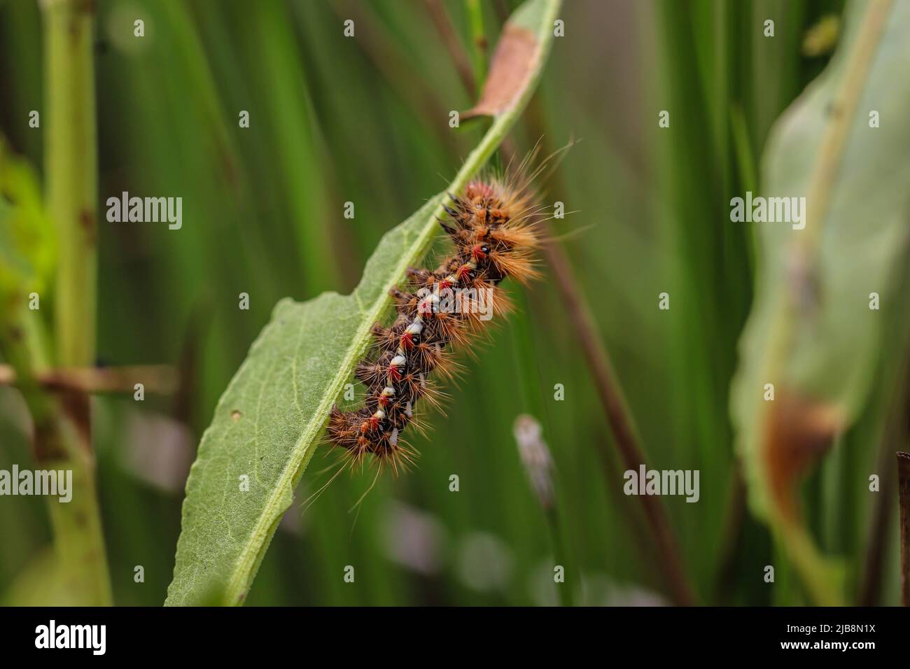 chenille poilue de la teigne du nœud (nom latin : Acronicta rumicis) en Voïvodine, Serbie Banque D'Images