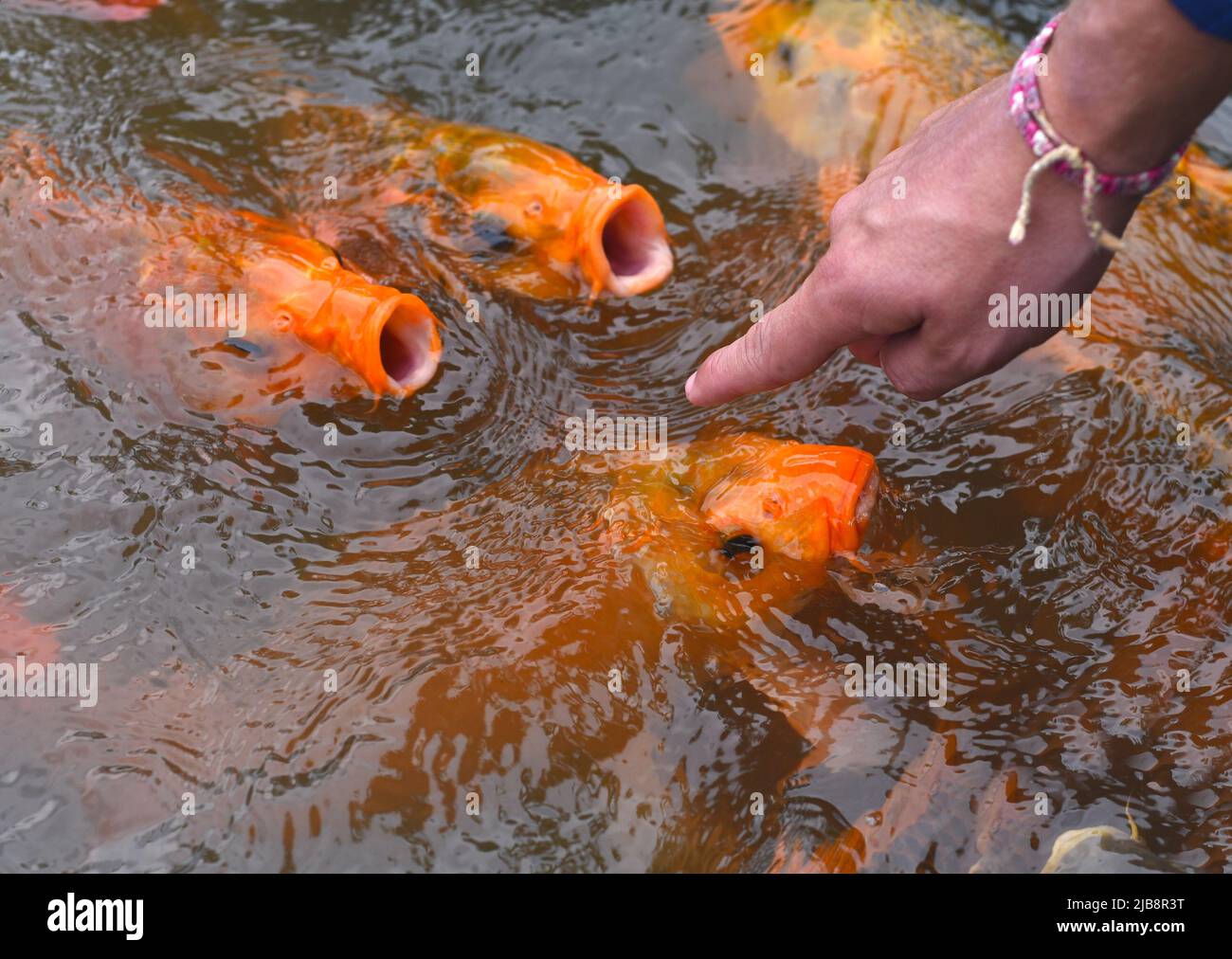 Doigt pointant vers de nombreux poissons carpes koï nageant dans l'eau en Asie Banque D'Images