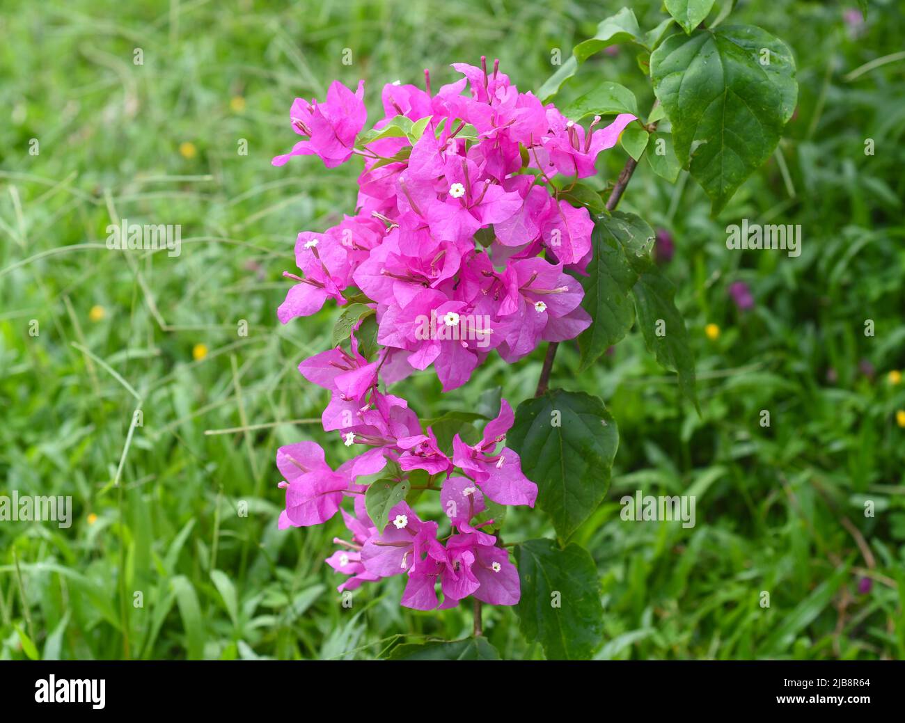 Bougainvillea rose en pleine croissance à Nha Trang Vietnam Banque D'Images