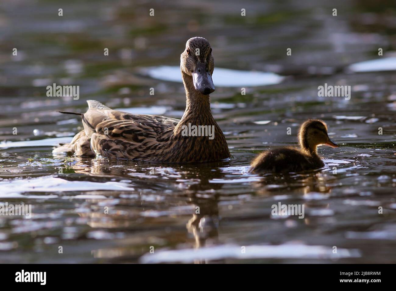 Canard colvert avec poussin, oiseaux sauvages flottant sur la surface de l'eau (Anas platyrhynchos) Banque D'Images