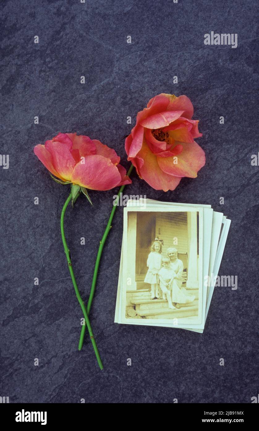 Deux roses Peek-a-boo de couleur saumon sur une ardoise grise avec photo sépia de 1920s grand-mère assis sur des marches avec deux petits-enfants Banque D'Images