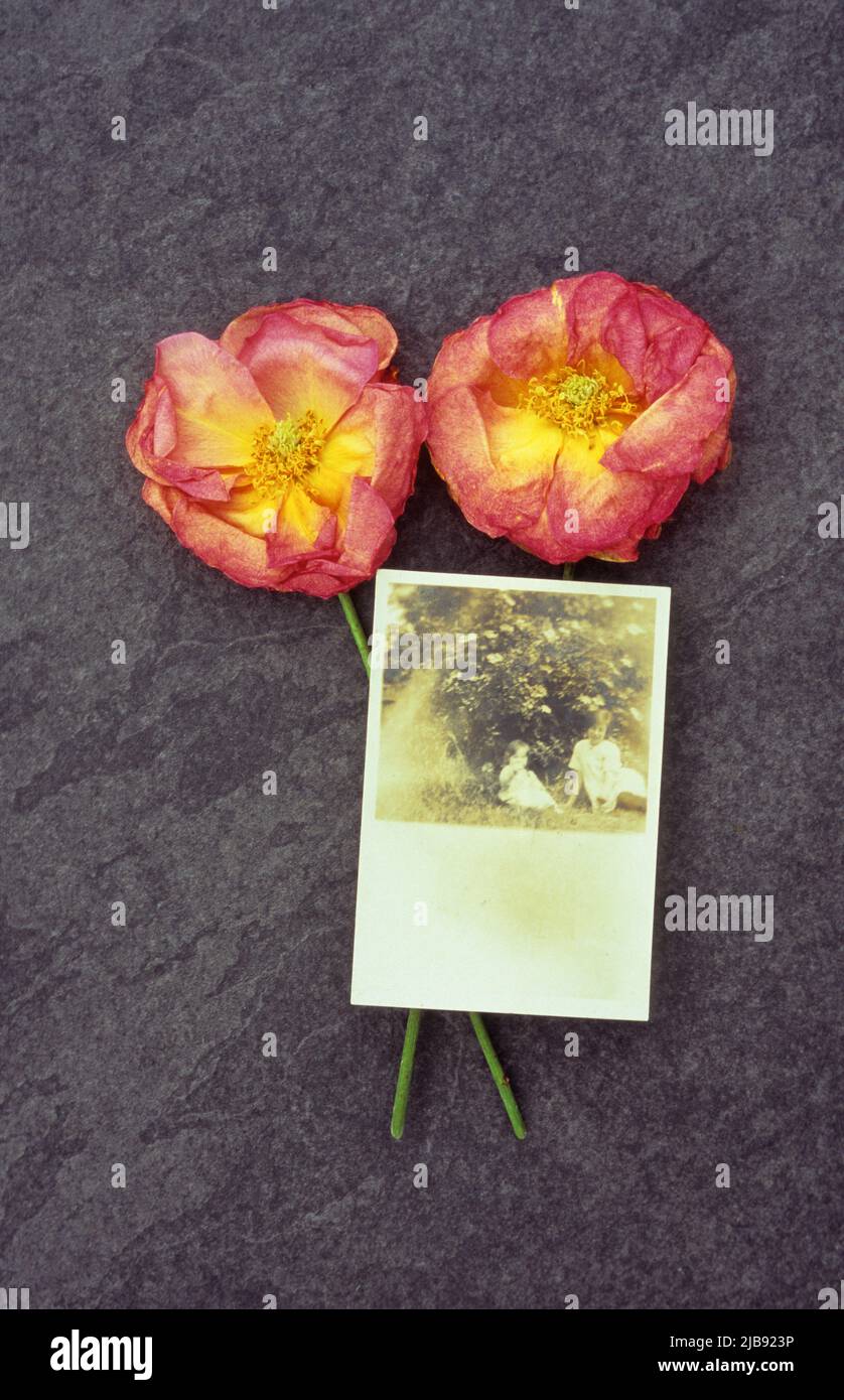 Deux roses roses roses roses et dorées sur une ardoise avec photo sépia de deux jeunes filles de 1920s ans assises dans le jardin Banque D'Images Deux roses roses roses roses et dorées sur une ardoise avec photo sépia de deux jeunes filles de 1920s ans assises dans le jardin Banque D'Images