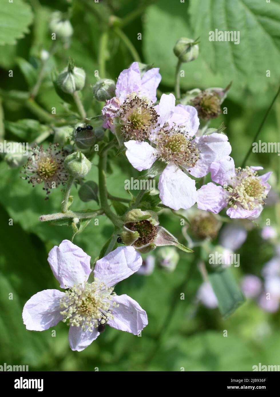 Fleur d'arbuste Rubus fruticosus BlackBerry Banque D'Images