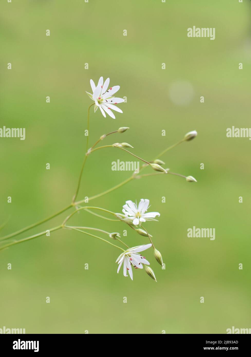 Plus petit Stitchwort Stellaria graminea fleur gros plan Banque D'Images
