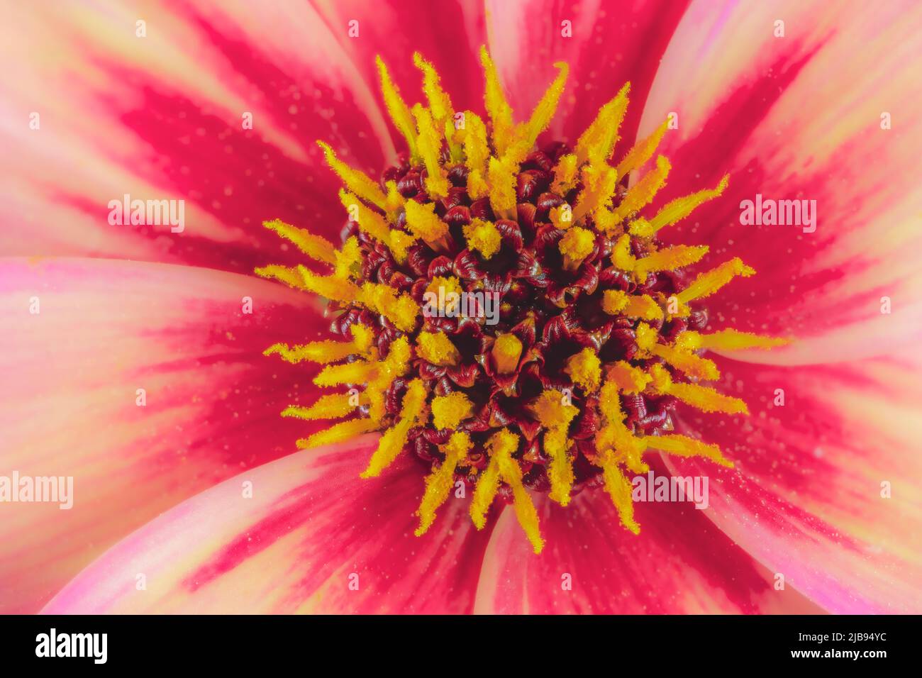 Macro d'une fleur de dahlia abstraite Banque D'Images