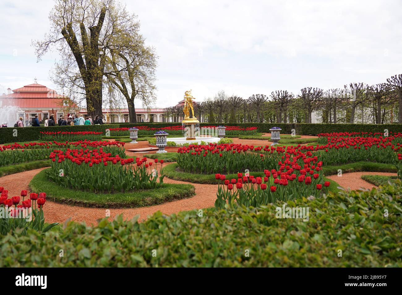 Champ de tulipes ou jardin dans le parc inférieur du palais Peterhof. Chaude journée de printemps Banque D'Images