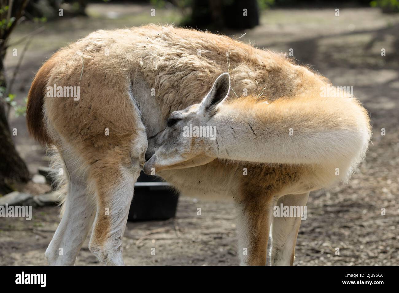 WROCLAW, POLOGNE - 19 AVRIL 2022 : guanaco (Lama guanicoe) se nettoie, Wrocław Zoological Garden, le plus ancien zoo de Pologne. Banque D'Images