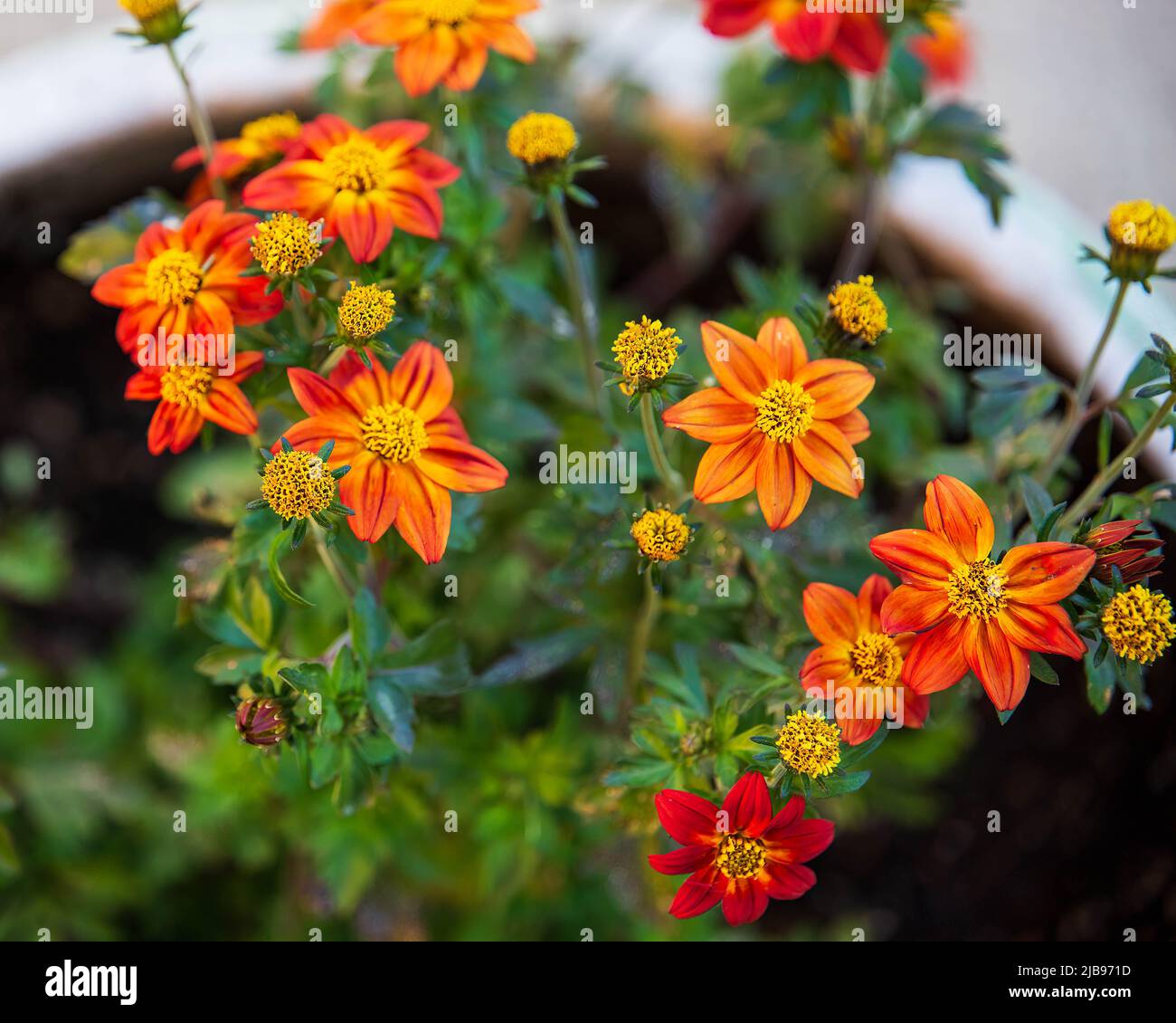 Feu de camp Bidens dans un pot de fleurs sur le patio Banque D'Images