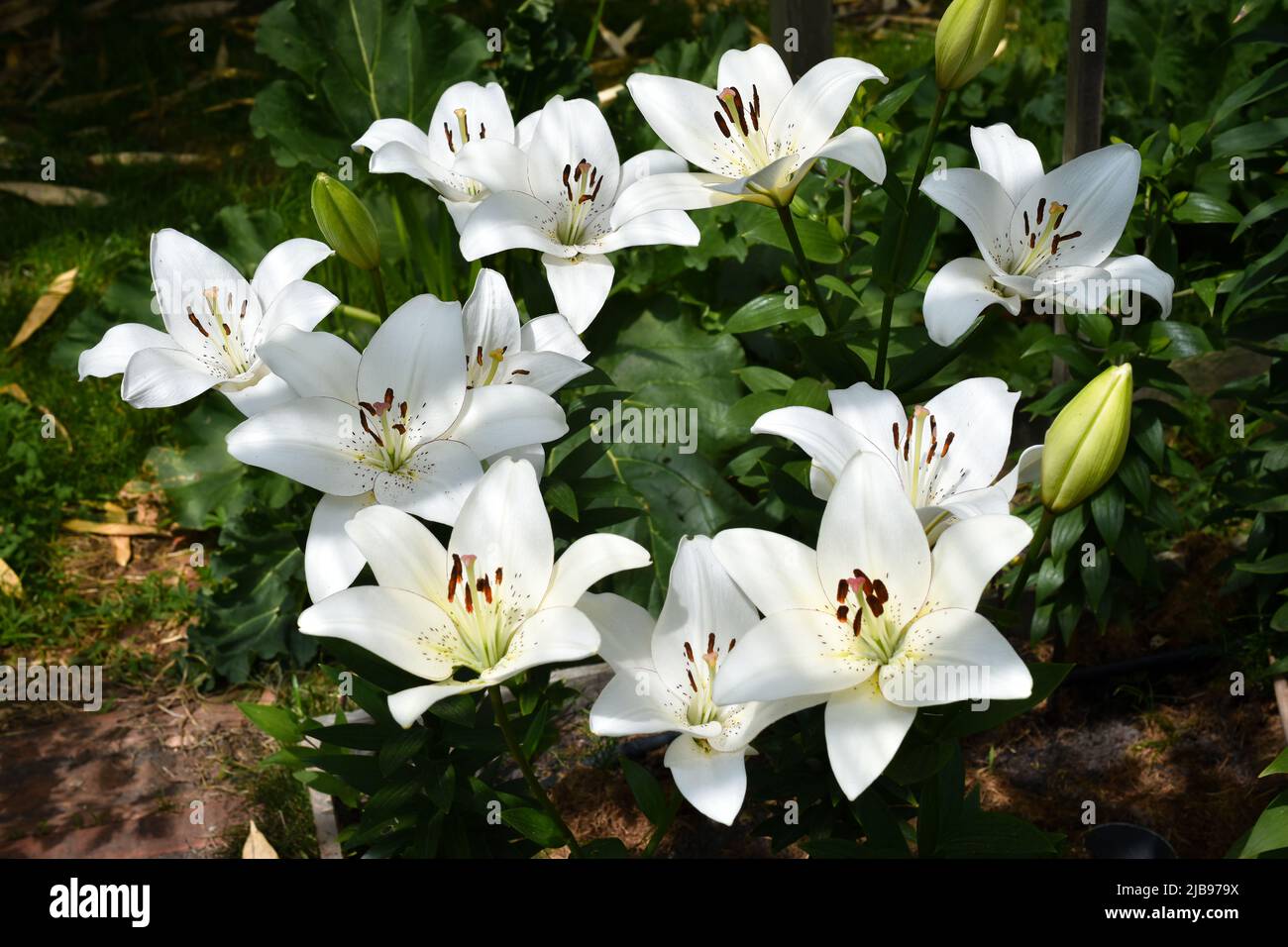 Lys Royal Régale Album (jardin du ruisseau de l'église 2022) Banque D'Images