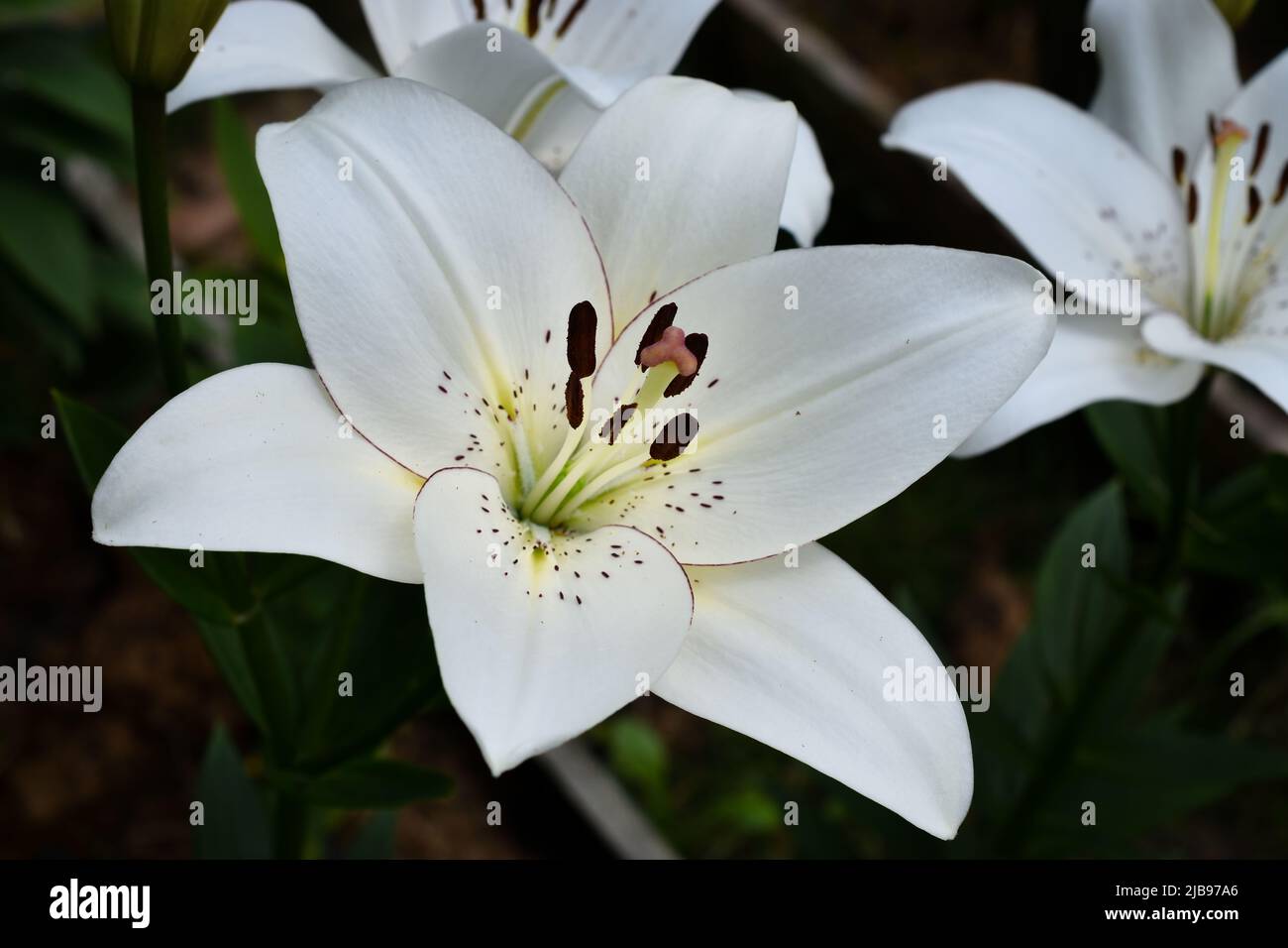 Lys eyeliner (jardin du ruisseau de l'église 2022) Banque D'Images