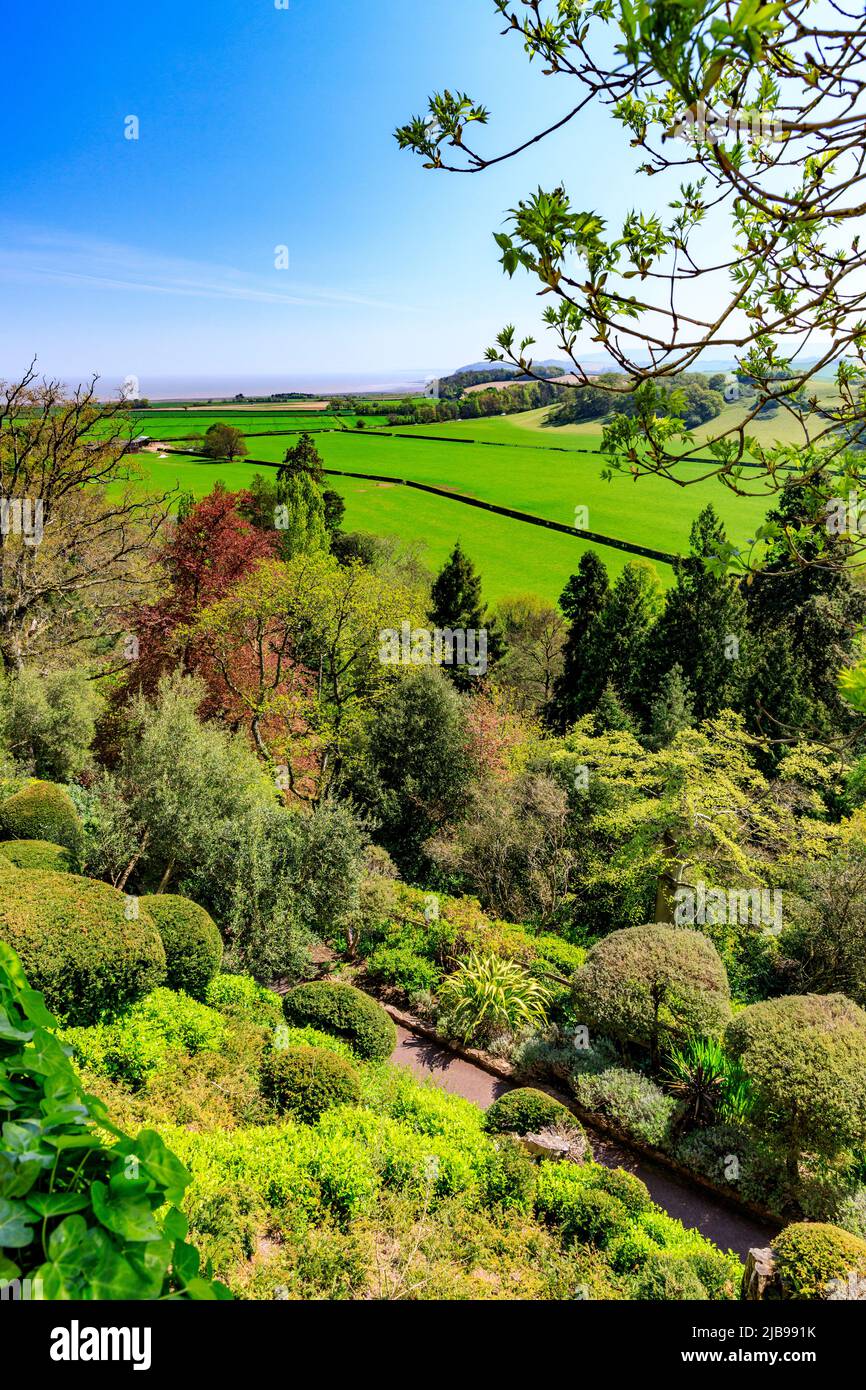 Une vue sur certains des jardins subtropicaux variés sur les pentes de la butte sur laquelle se trouve le château de Dunster, Somerset, Angleterre, Royaume-Uni Banque D'Images