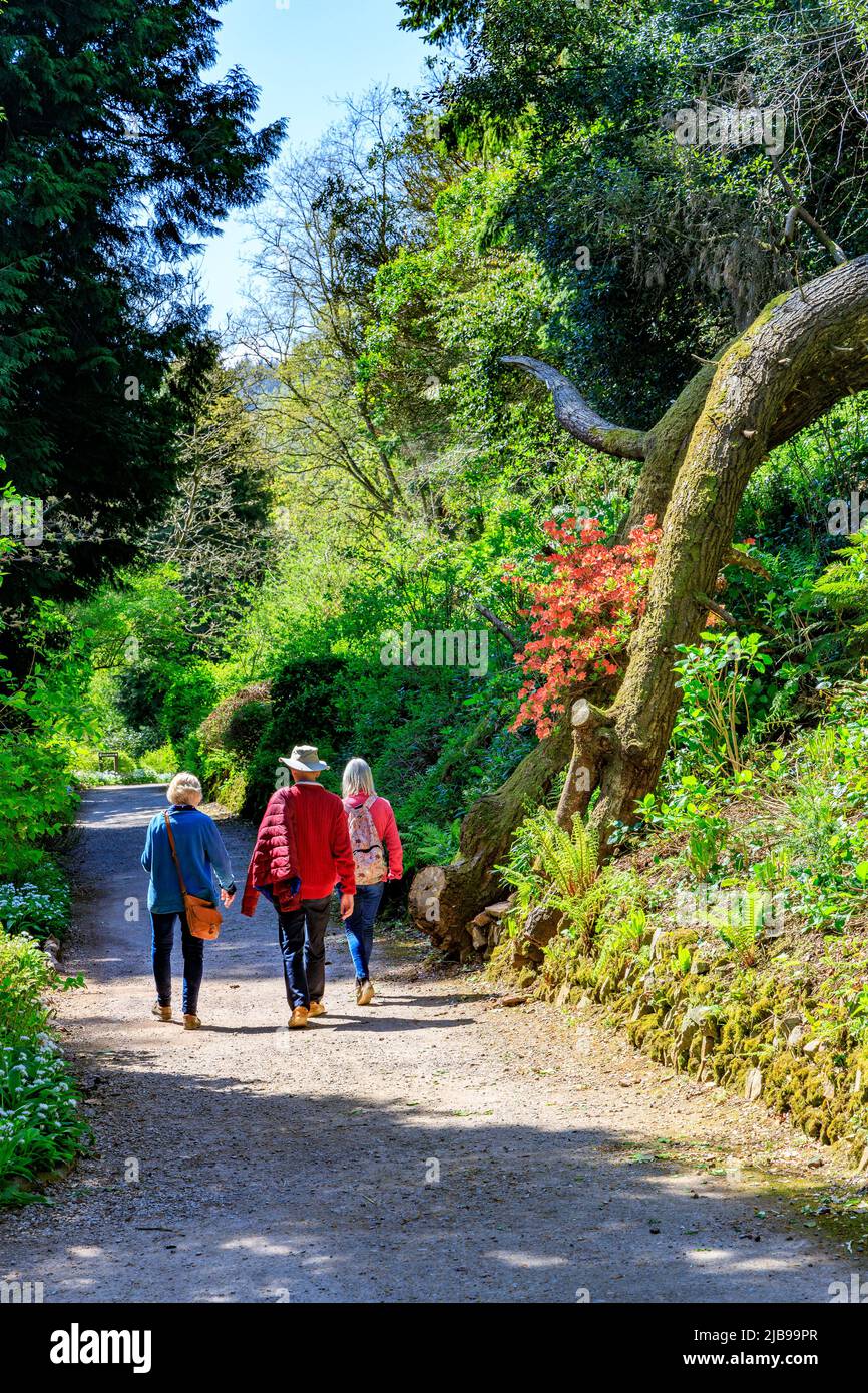 Arbuste à fleurs azalées sur la promenade au bord de la rivière, Dunster Castle, Somerset, Angleterre, Royaume-Uni Banque D'Images