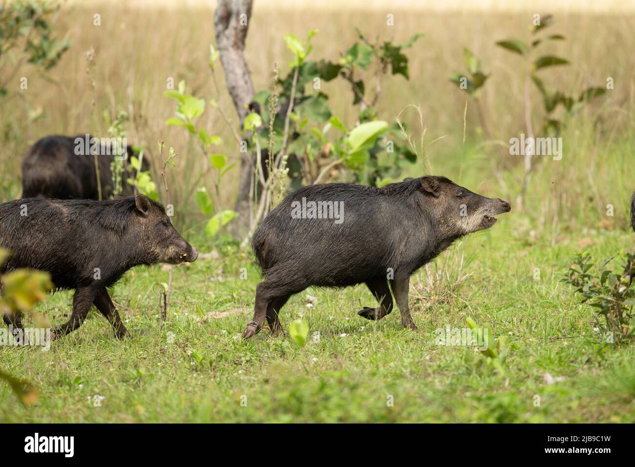 Peccary à bordures blanches (Tayassu pecari) Banque D'Images