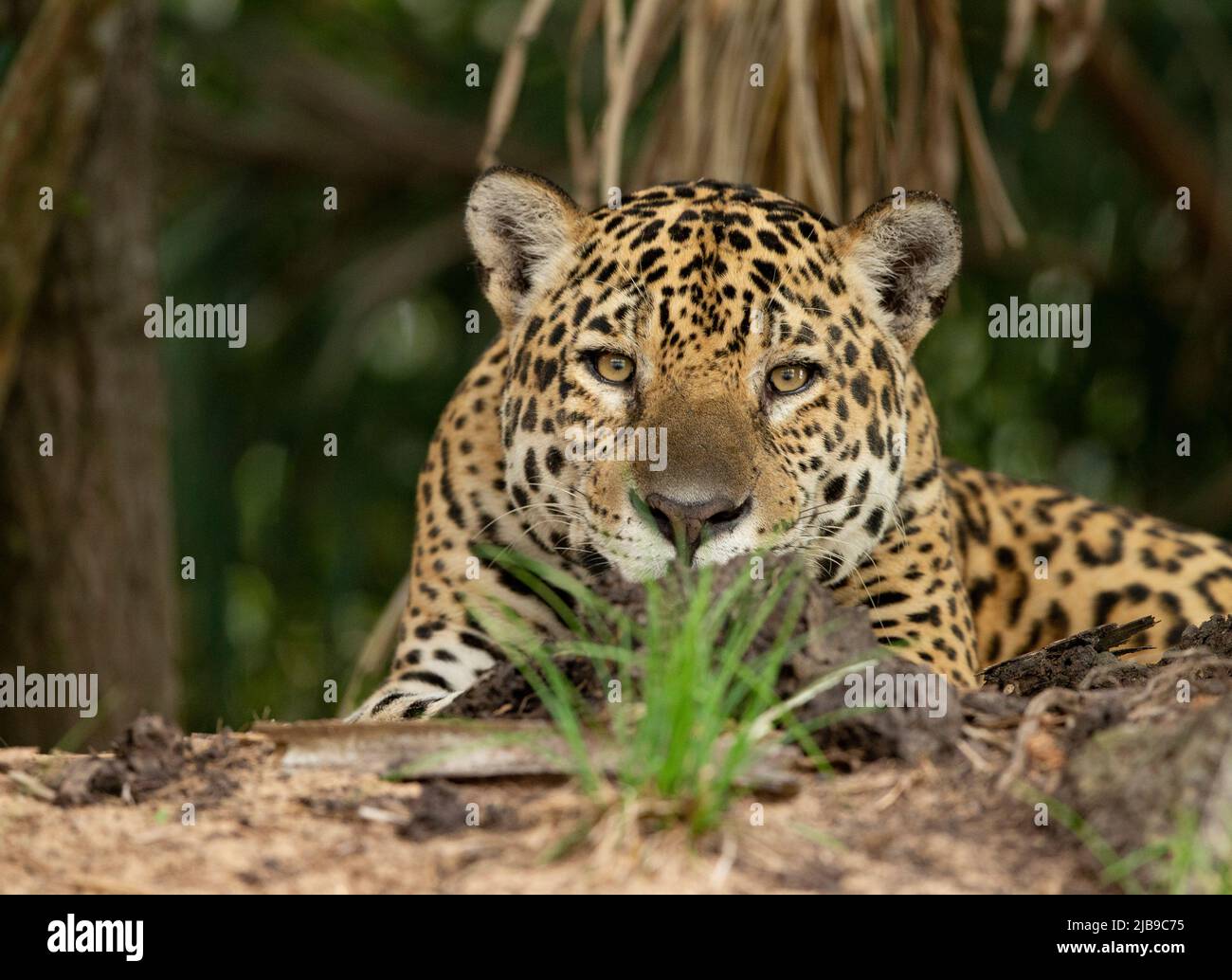 Jaguar (Panthera onca) se reposant au bord de la rivière Banque D'Images