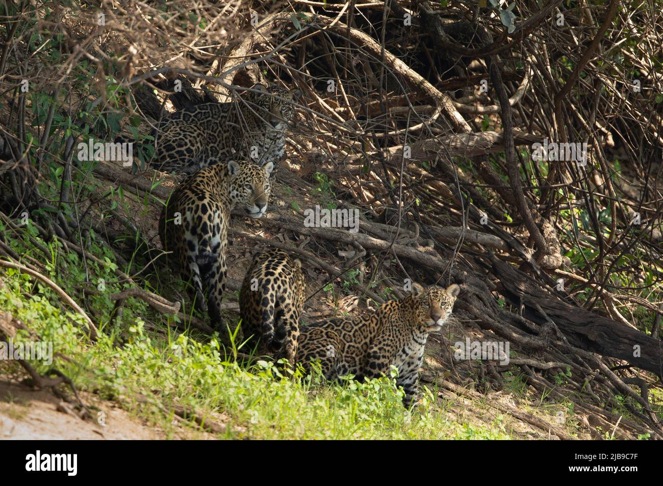 Jaguar (Panthera onca) Banque D'Images