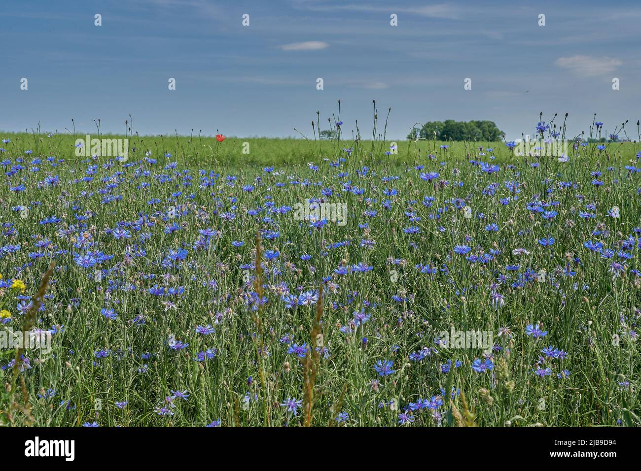 Fleurs de maïs se blodant dans les champs Centaurea cyanus Banque D'Images