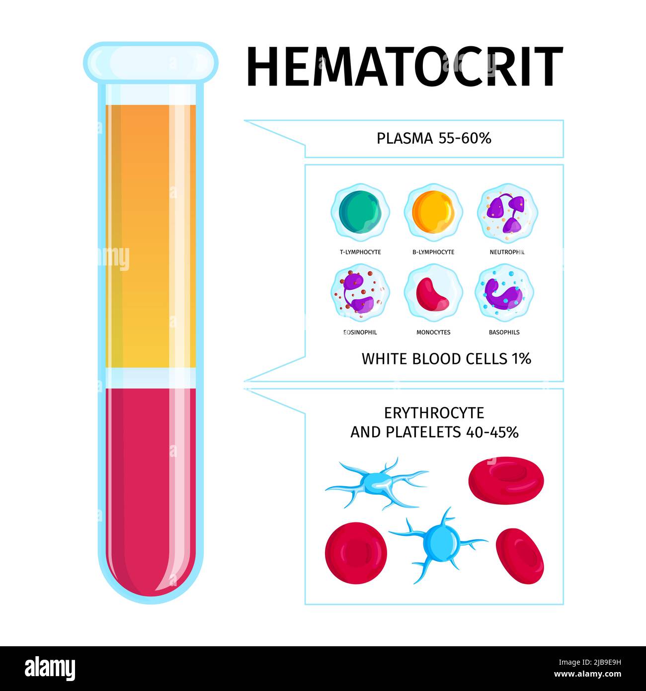 Représentation graphique du tube à essai au niveau de l'hématocrite avec graphique des pourcentages de globules blancs et rouges du plasma Illustration de Vecteur